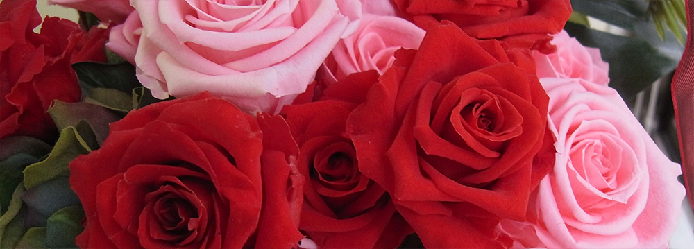 法人向け　バラの祝い花　red & pink
